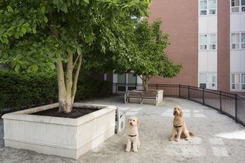 three dogs sitting next to a tree in a courtyard at Amelia, Quincy, MA